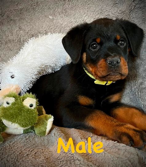 registered purebred rottweiler